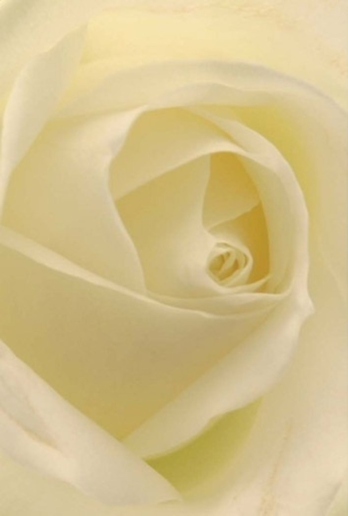 Drawing the gaze deep into the heart of a flawless white rose, this intimate image captures not just its visual splendour but a profound sense of peace-petals layered in seamless gradients of white and cream, their texture offering a subtle, almost creamy matte finish. Light glides softly through its curves, illuminating the centre so that the bloom itself appears to be gently alight from within-a radiant focal point fitting for a Worcester Park wedding or a heartfelt apology left on a doorstep. The near-perfection of the spiraled core suggests a purity treasured by those who value both beauty and resilience, echoing the character of Worcester Park's leafy streets and enduring community. As an experienced florist, I see each nuanced fold and shade as a testament to daily artistry, woven with local understanding and refined technique. The rose exudes an understated fragrance: clean, soothing, and always in harmony with the intention of the gift-be it remembrance, admiration, or celebration. The thoughtful arrangement of each petal reveals not just nature's wisdom but the practiced hands that bring such blooms to life at Flower Delivery Worcester Park, ensuring every bouquet delivered locally radiates meaning and serenity, tailored for every occasion.